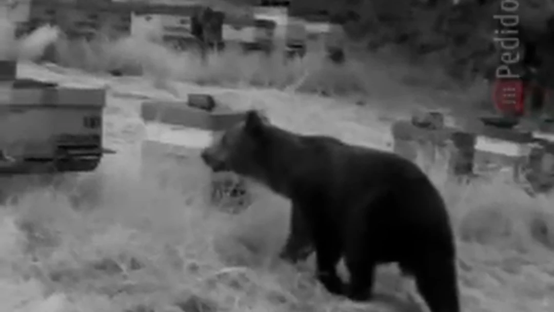 El oso atacando las colmenas onda cero