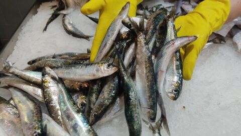 Sardinas en la Plaza de Lugo de A Coruña