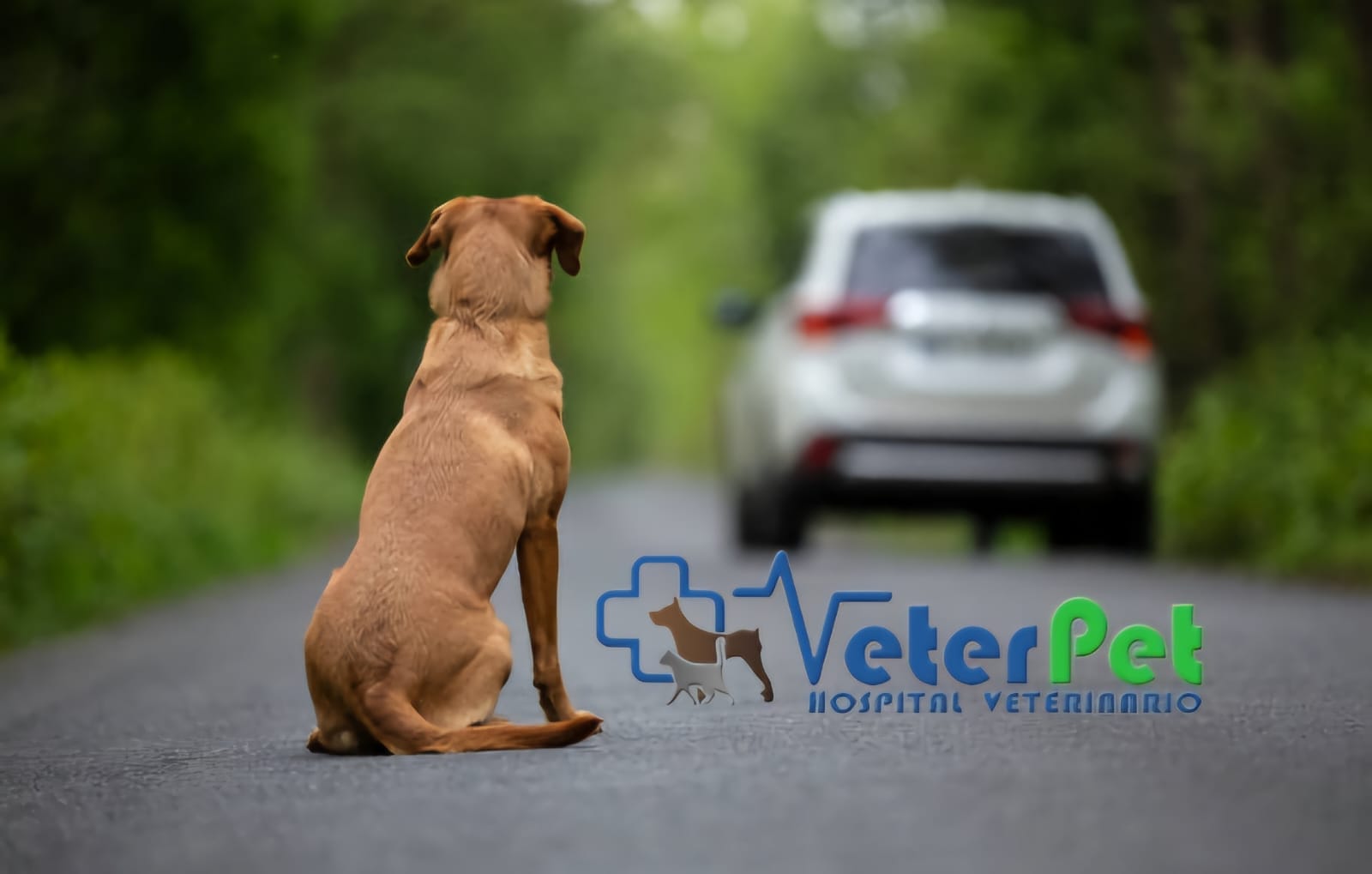 No abandones a tu perro este verano No abandones a tu perro este verano