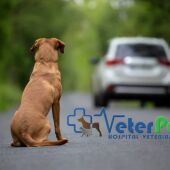 No abandones a tu perro este verano