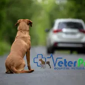 No abandones a tu perro este verano No abandones a tu perro este verano