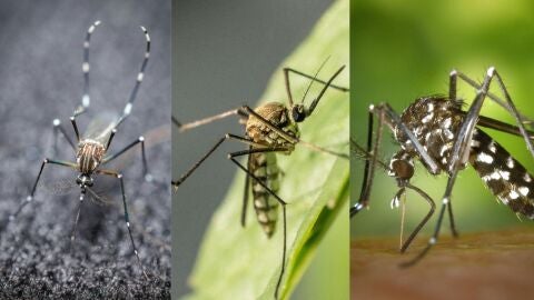 De izquierda a derecha, mosquito Aedes Aegypti, mosquito común Culex y mosquito tigre Aedes Albopictus