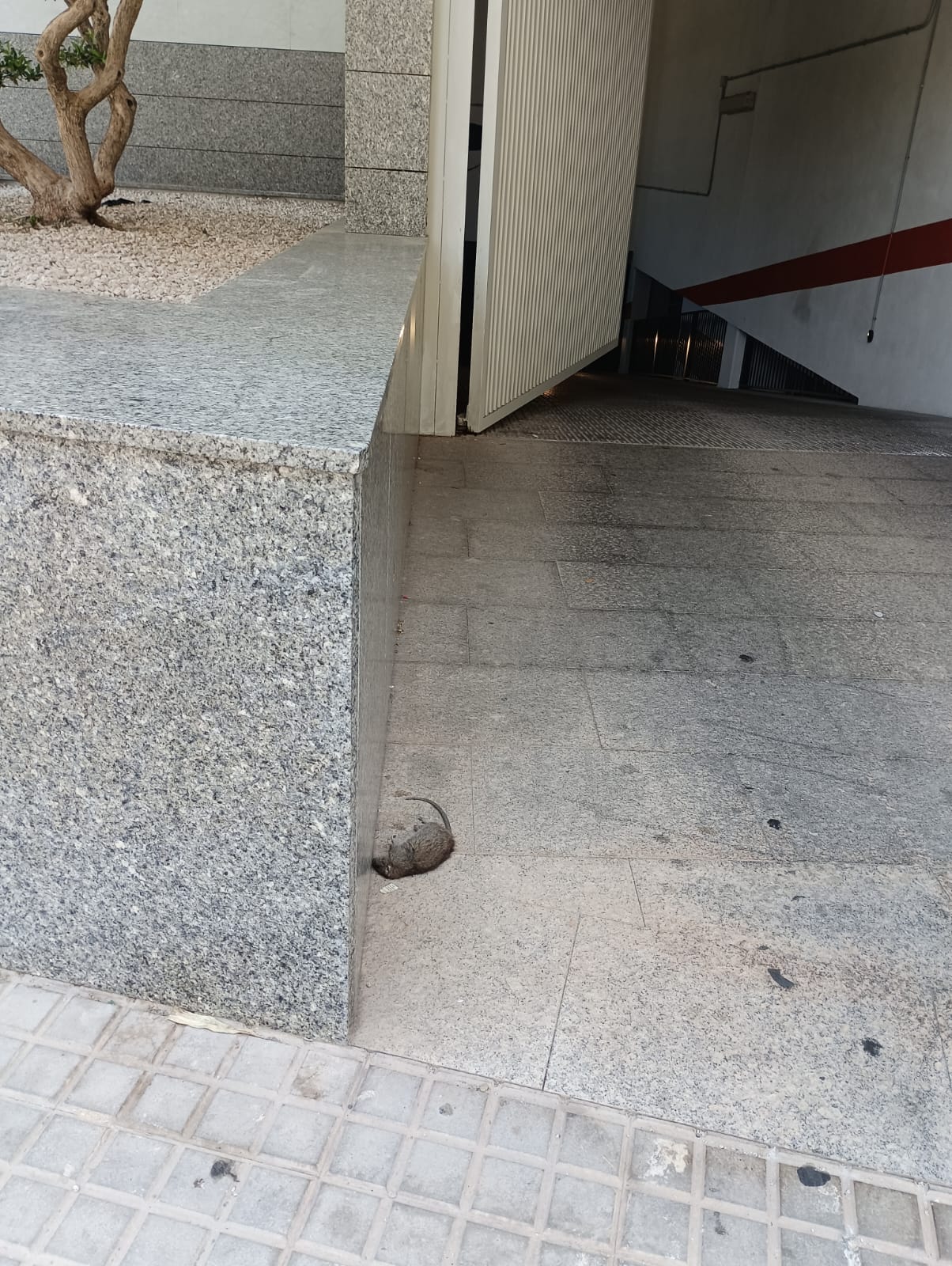 Los vecinos de La Zapatillera de Elche piden un semáforo junto al colegio Fernández Cruz y denuncian la aparición de roedores Los vecinos de La Zapatillera de Elche piden un semáforo junto al colegio Fernández Cruz y denuncian la aparición de roedores