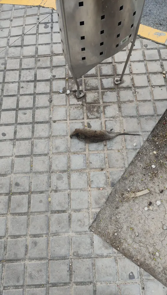 Rata muerta en una calle del barrio La Zapatillera de Elche.
