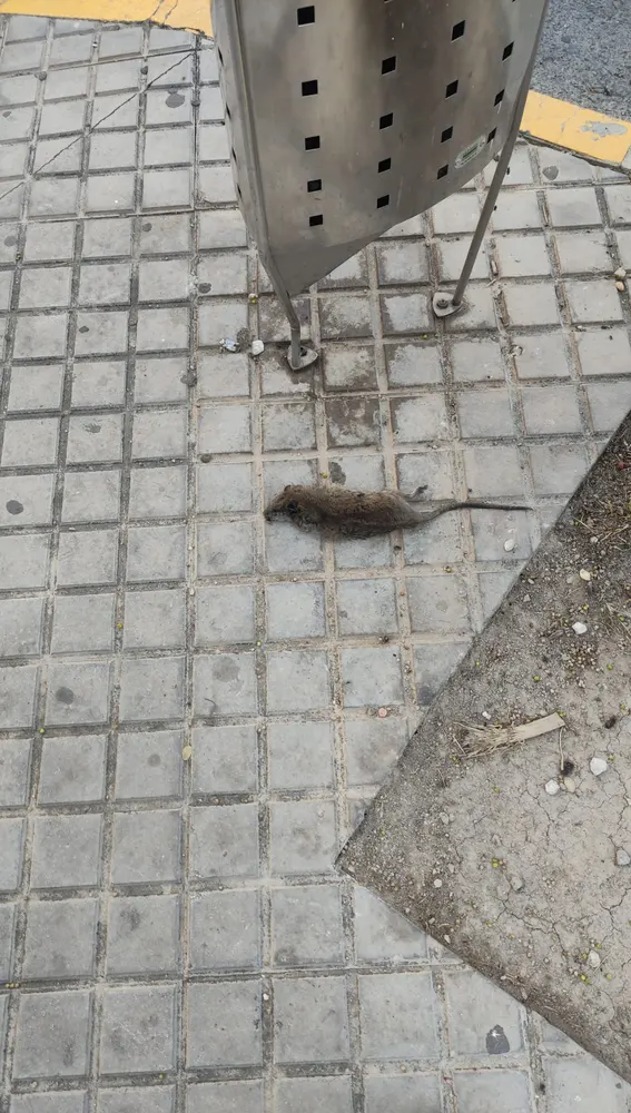 Rata muerta en una calle del barrio La Zapatillera de Elche. Rata muerta en una calle del barrio La Zapatillera de Elche.