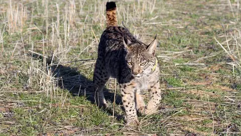 Un ejemplar de lince ibérico. EFE/ Beldad Un ejemplar de lince ibérico. EFE/ Beldad