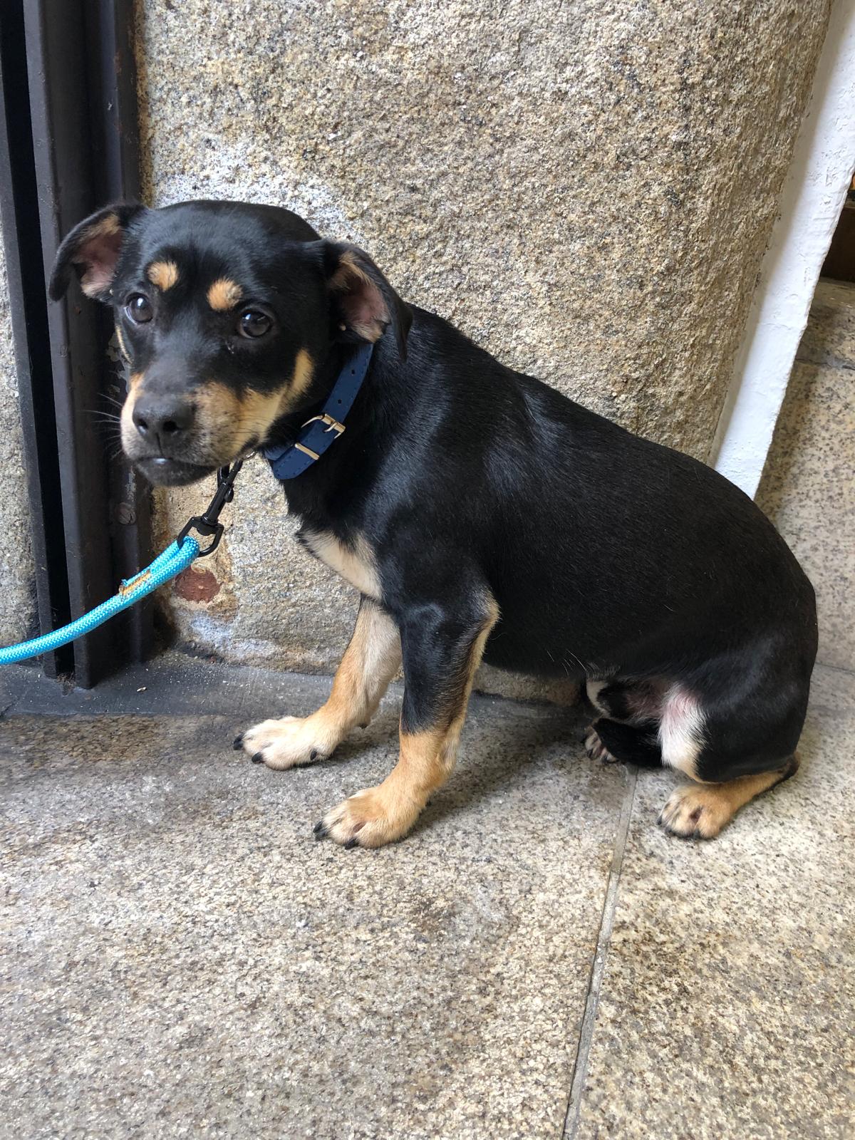 Rescatan a un perro abandonado en el centro de Lugo Rescatan a un perro abandonado en el centro de Lugo
