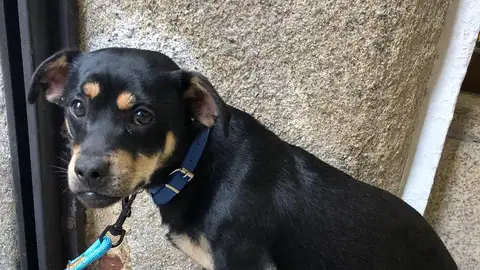 Perro abandonado onda cero