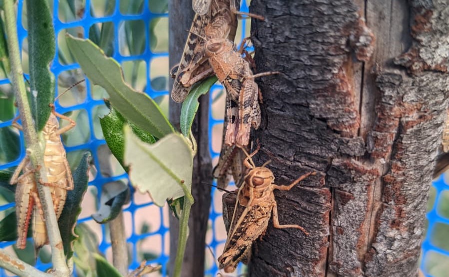 AVA-Asaja pide un plan "urgente" para controlar la irrupción de "millones" de saltamontes en Requena AVA-Asaja pide un plan "urgente" para controlar la irrupción de "millones" de saltamontes en Requena