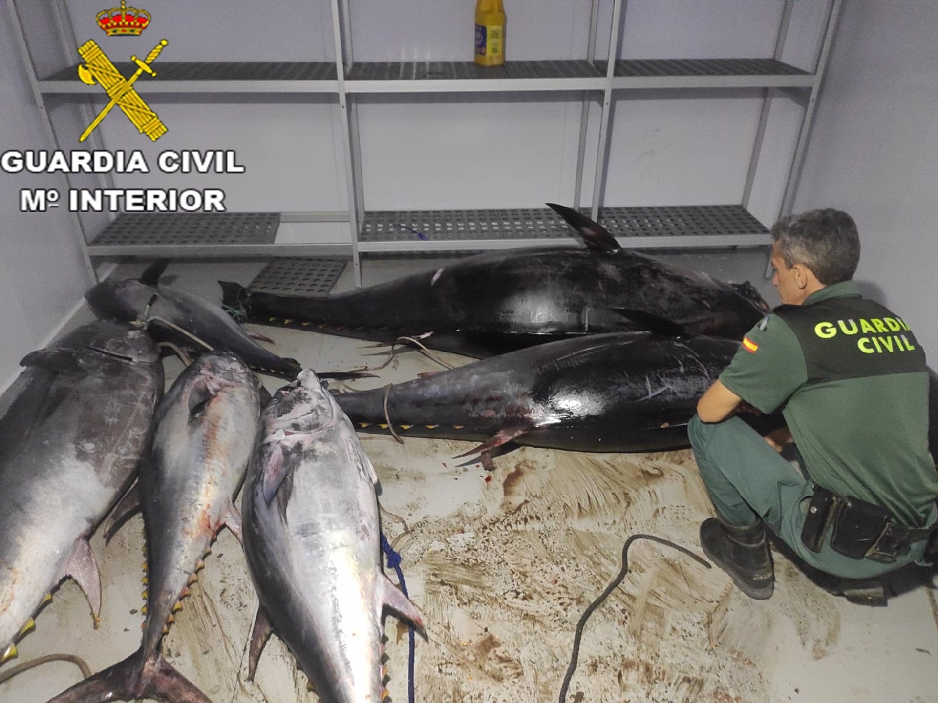 Denunciada una persona en Conil por transportar más de 850 kilos de atún rojo pescados ilegalmente Denunciada una persona en Conil por transportar más de 850 kilos de atún rojo pescados ilegalmente