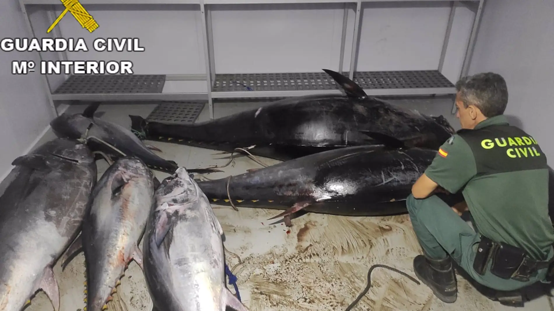 Denunciada una persona en Conil por transportar más de 850 kilos de atún rojo pescados ilegalmente