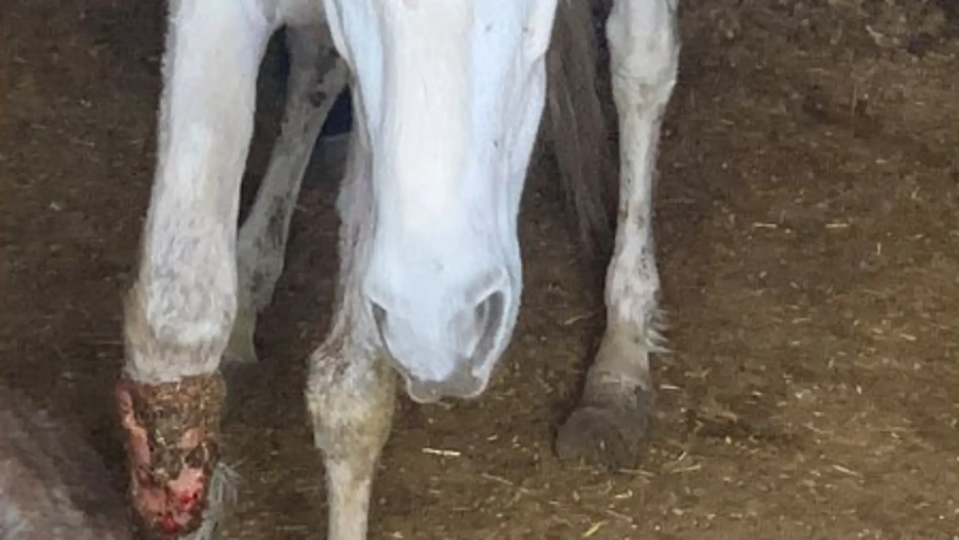 Investigado por maltratar a sus caballos: uno de ellos tuvo que ser sacrificado