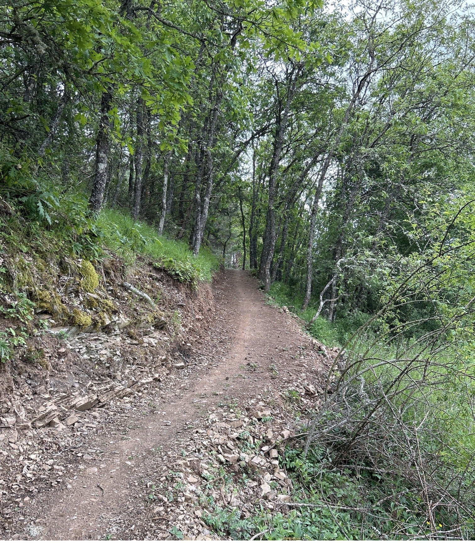 La Diputación de Palencia abre el plazo para la presentación del proyecto- diseño de construcción de tres circuitos de Trail de descenso MTB sostenibles La Diputación de Palencia abre el plazo para la presentación del proyecto- diseño de construcción de tres circuitos de Trail de descenso MTB sostenibles