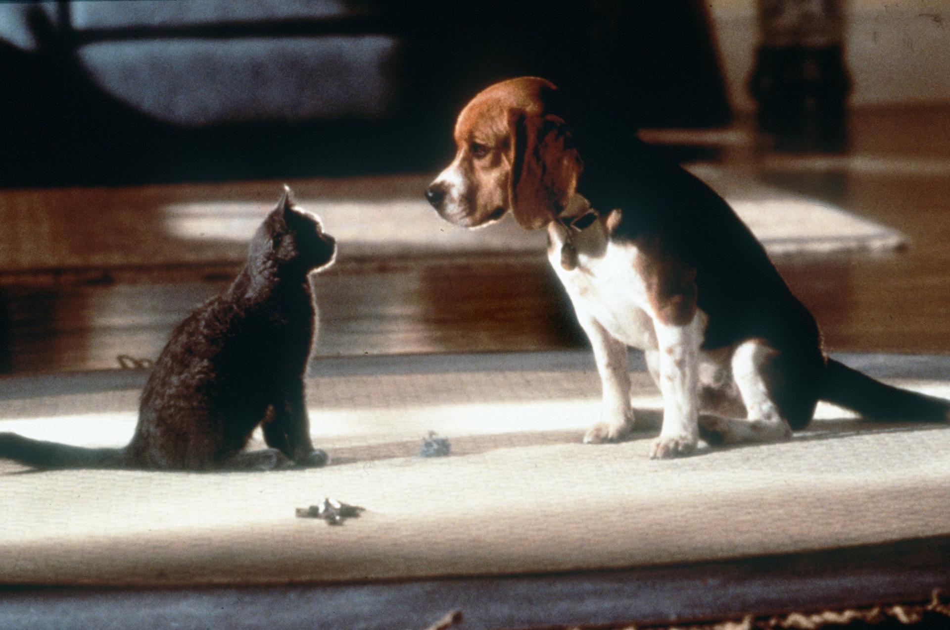 La UE avanza en la ley de bienestar de perros y gatos: estos son los principios que recoge La UE avanza en la ley de bienestar de perros y gatos: estos son los principios que recoge