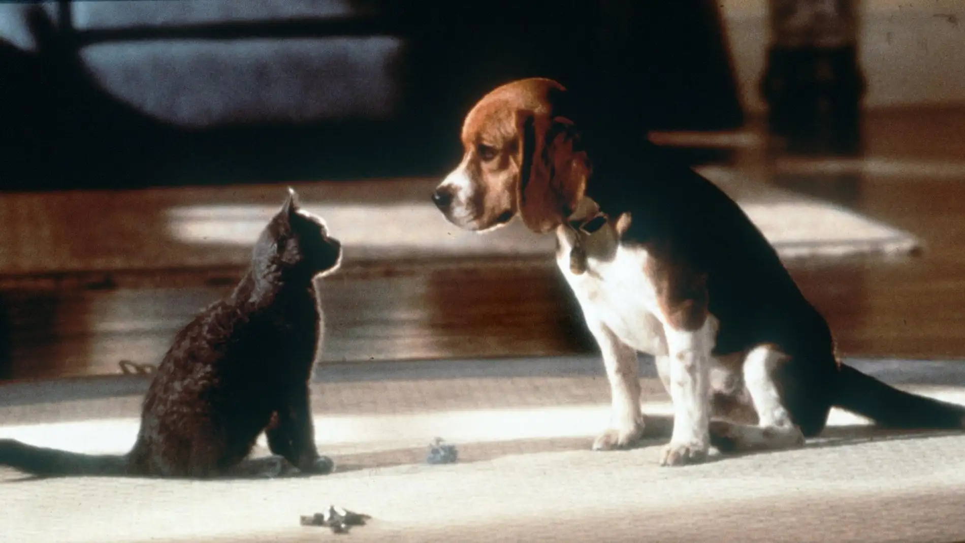 Los países de la UE logran un acuerdo sobre la primera ley de bienestar de perros y gatos Los países de la UE logran un acuerdo sobre la primera ley de bienestar de perros y gatos