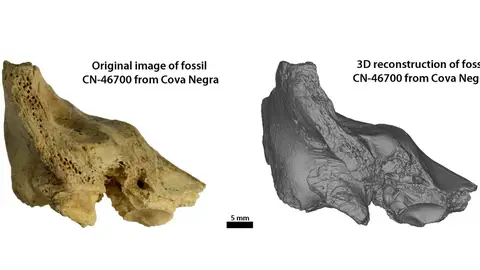 Figura 1: Hueso temporal fósil original y reconstrucción 3D del fósil CN-46700 de Cova Negra en vista anterior. Figura 1: Hueso temporal fósil original y reconstrucción 3D del fósil CN-46700 de Cova Negra en vista anterior./ EFE/Julia Diez-Valero/Universidad de Alcalá