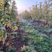 Un campo afectado por las heladas