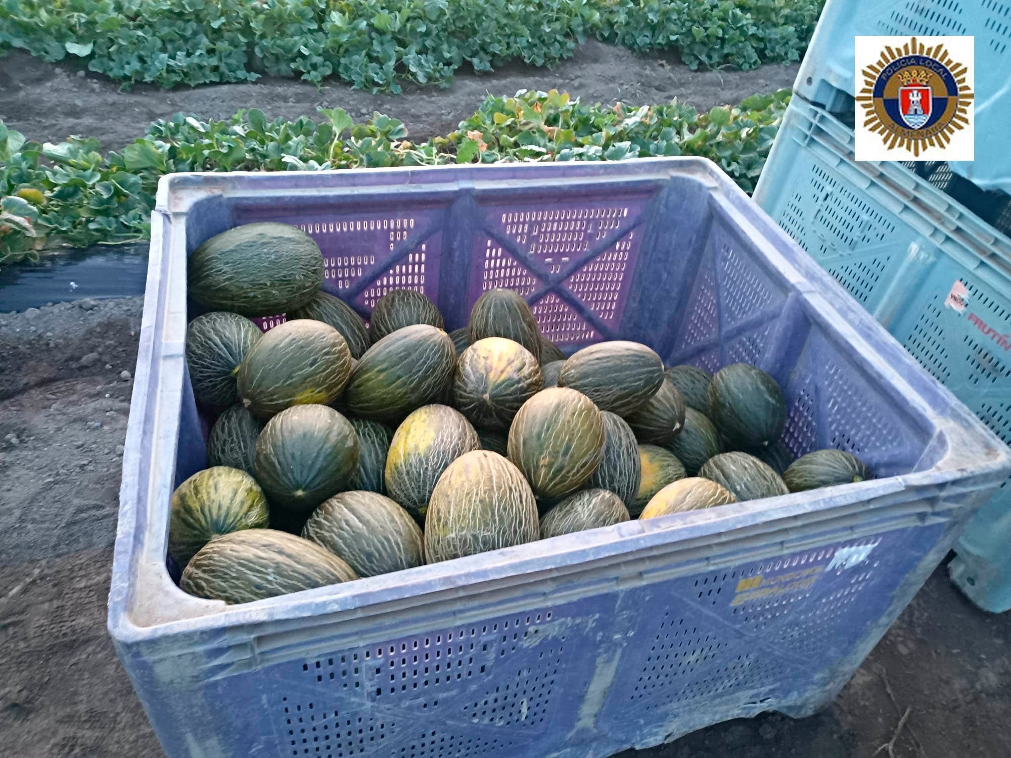 Un dron detecta a dos personas mientras robaban 500 kilos de melones en Almenara Un dron detecta a dos personas mientras robaban 500 kilos de melones en Almenara