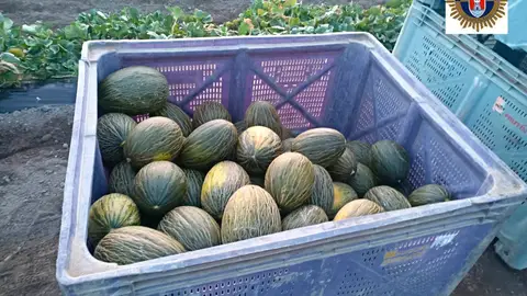 Un dron detecta a dos personas mientras robaban 500 kilos de melones en Almenara Un dron detecta a dos personas mientras robaban 500 kilos de melones en Almenara