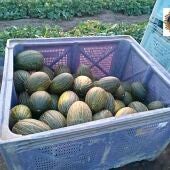Un dron detecta a dos personas mientras robaban 500 kilos de melones en Almenara