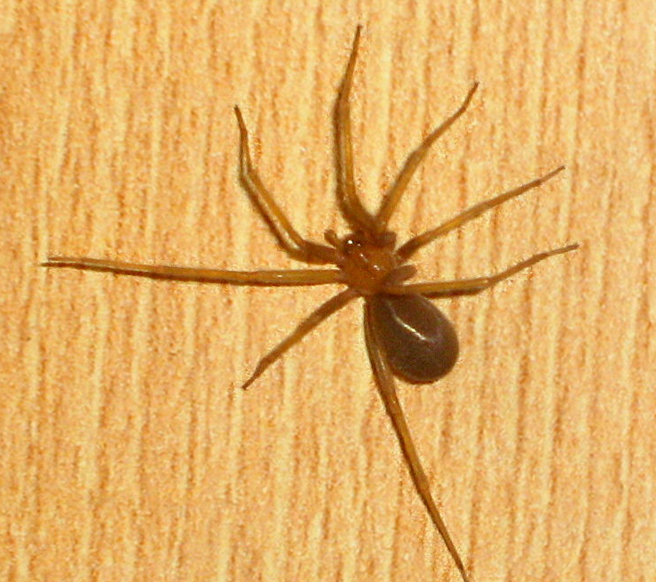 Qué es la araña violinista que se ha detectado por primera vez en España: riesgos de su picadura Qué es la araña violinista que se ha detectado por primera vez en España: riesgos de su picadura