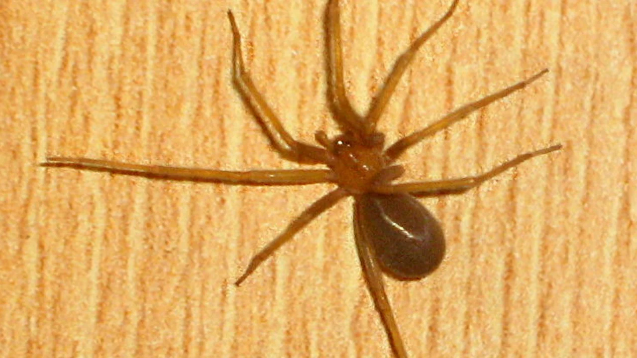 Qué es la araña violinista que se ha detectado por primera vez en España: riesgos de su picadura