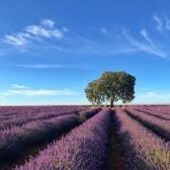 Para la Floración de la Lavanda 