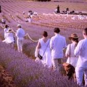 Festival de la Lavanda en Brihuega (Guadalajara)).