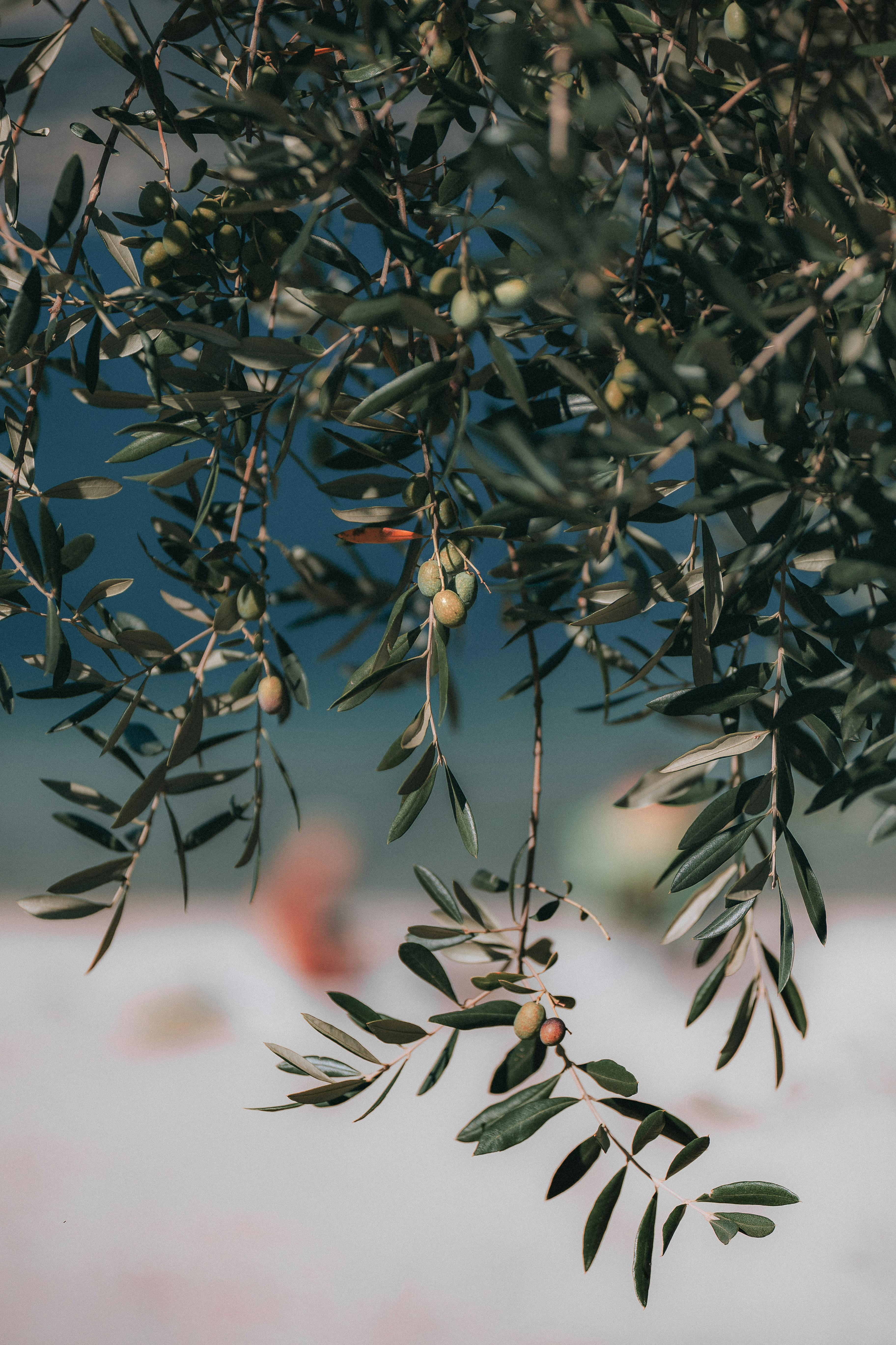 La producción de aceituna se deploma por segundo año consecutivo en la provincia de Castellón La producción de aceituna se deploma por segundo año consecutivo en la provincia de Castellón
