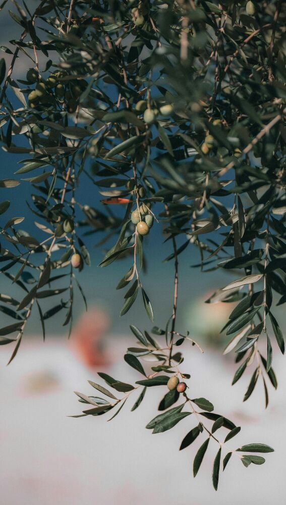 Aceite de Oliva