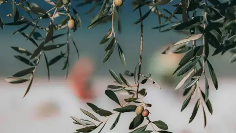 Aceite de Oliva Aceite de Oliva