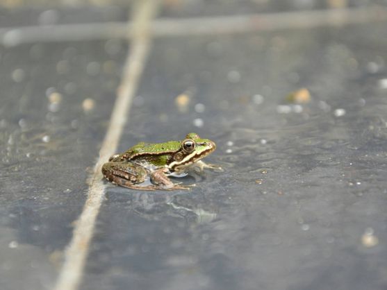Insólita lluvia de ranas en un pueblo de Valladolid Insólita lluvia de ranas en un pueblo de Valladolid