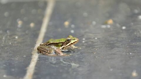 Lluvia de ranas