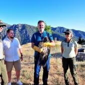 Consiguen reintroducir un tercer pollo de quebrantahuesos en Sierra Nevada