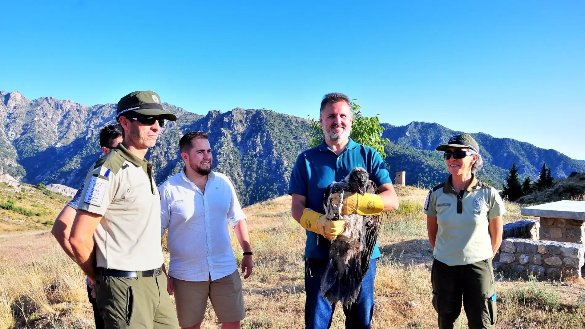 Consiguen reintroducir un tercer pollo de quebrantahuesos en Sierra Nevada
