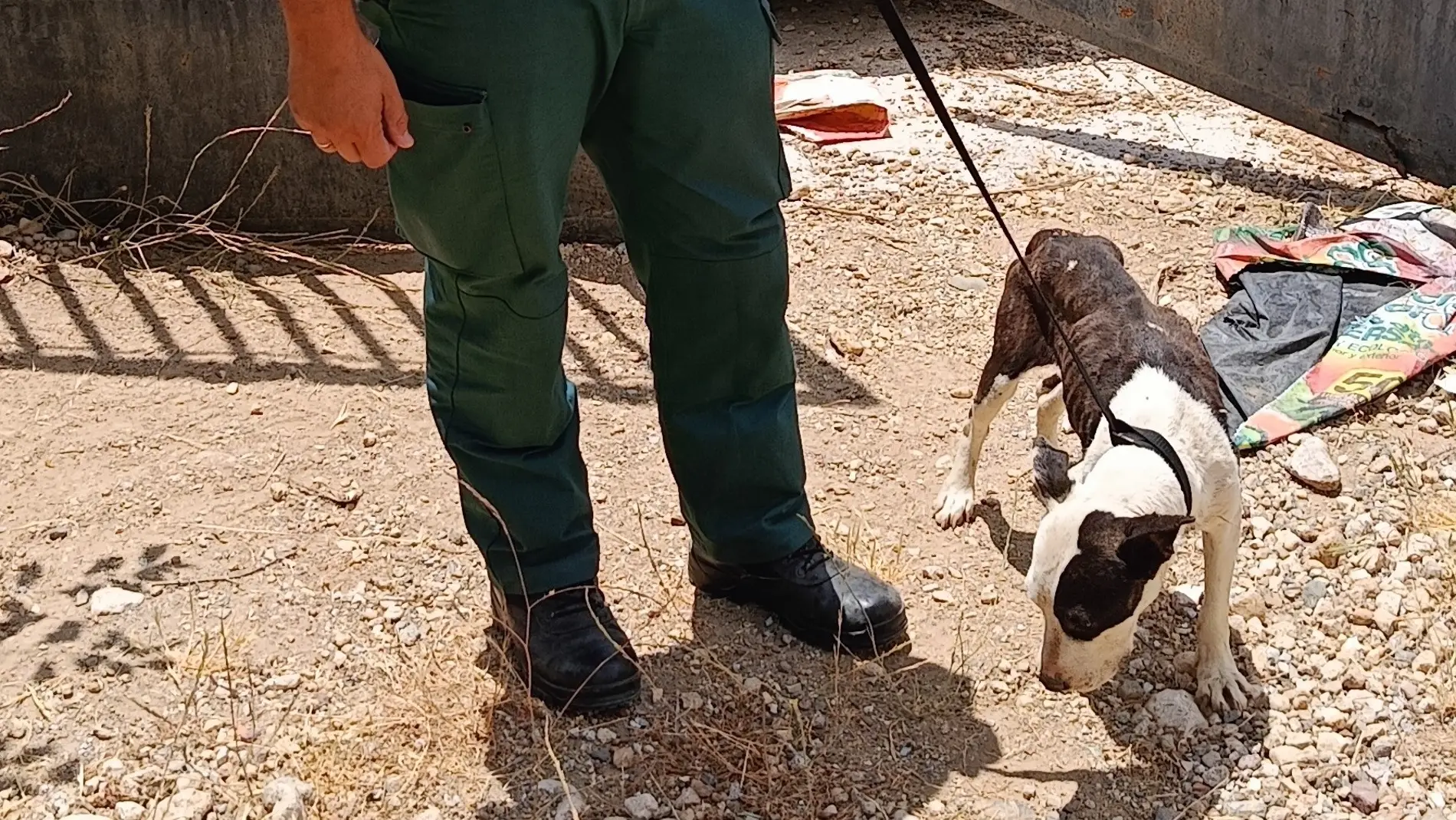 Investigada una persona por el deplorable estado de sus perros en un cortijo de Beas de Granada