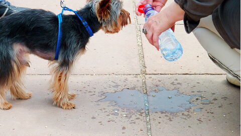 Adiestrador Canino