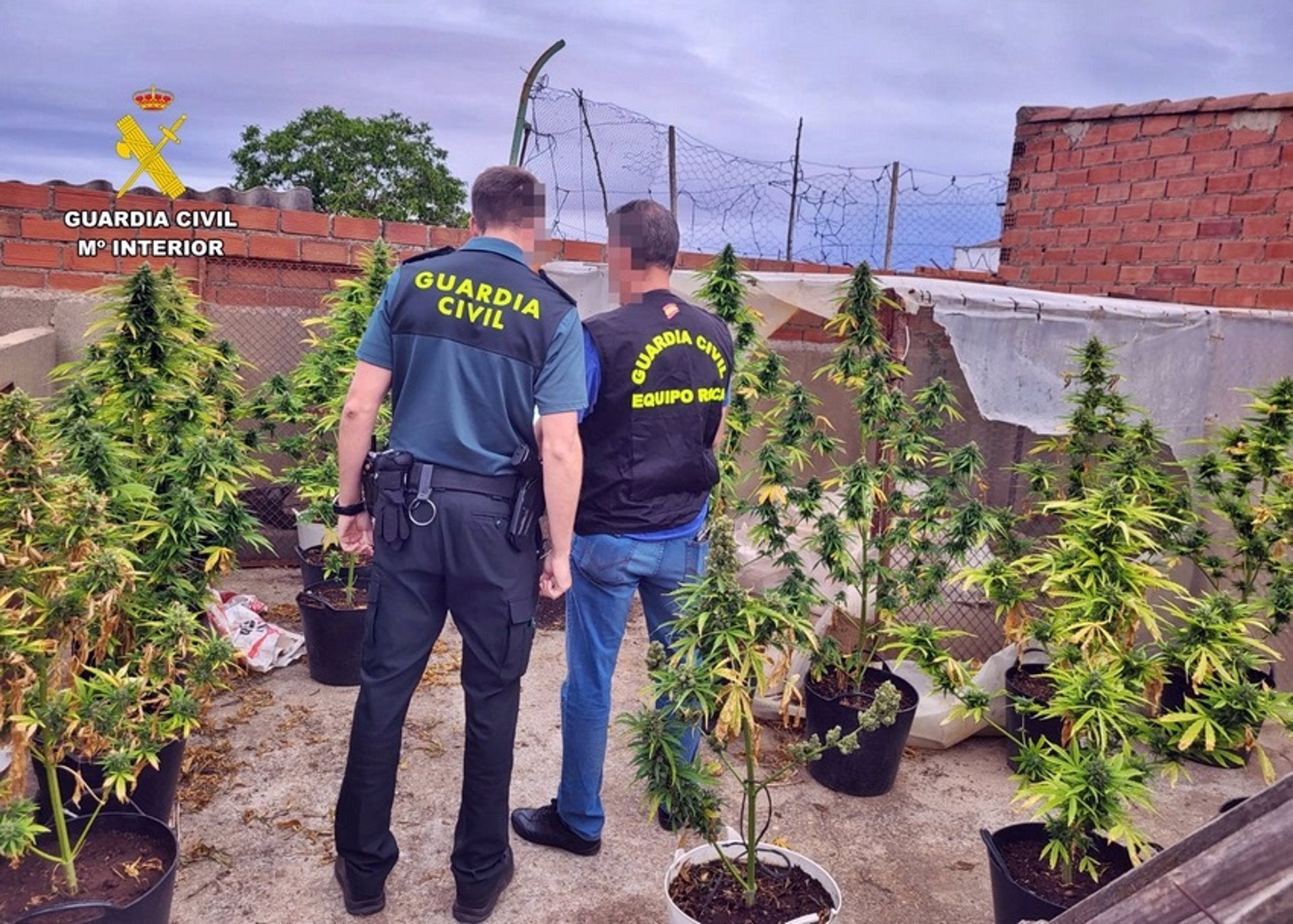 La Guardia Civil desmantela dos plantaciones de marihuana el mismo día en Usagre y detiene a dos vecinos La Guardia Civil desmantela dos plantaciones de marihuana el mismo día en Usagre y detiene a dos vecinos