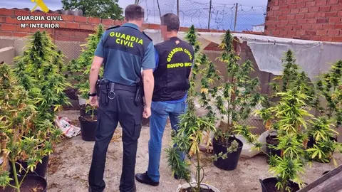 La Guardia Civil desmantela dos plantaciones de marihuana el mismo día en Usagre y detiene a dos vecinos La Guardia Civil desmantela dos plantaciones de marihuana el mismo día en Usagre y detiene a dos vecinos