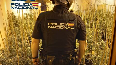 Policía desmantela plantación de marihuana 