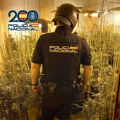 Policía desmantela plantación de marihuana Policía desmantela plantación de marihuana