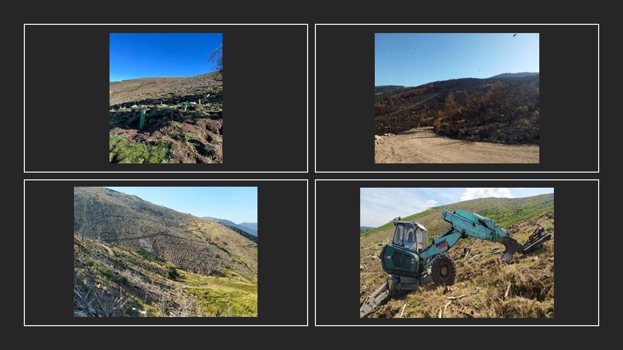 Los últimos trabajos de reforestación tras el incendio de La Granja en 2019 están en licitación Los últimos trabajos de reforestación tras el incendio de La Granja en 2019 están en licitación