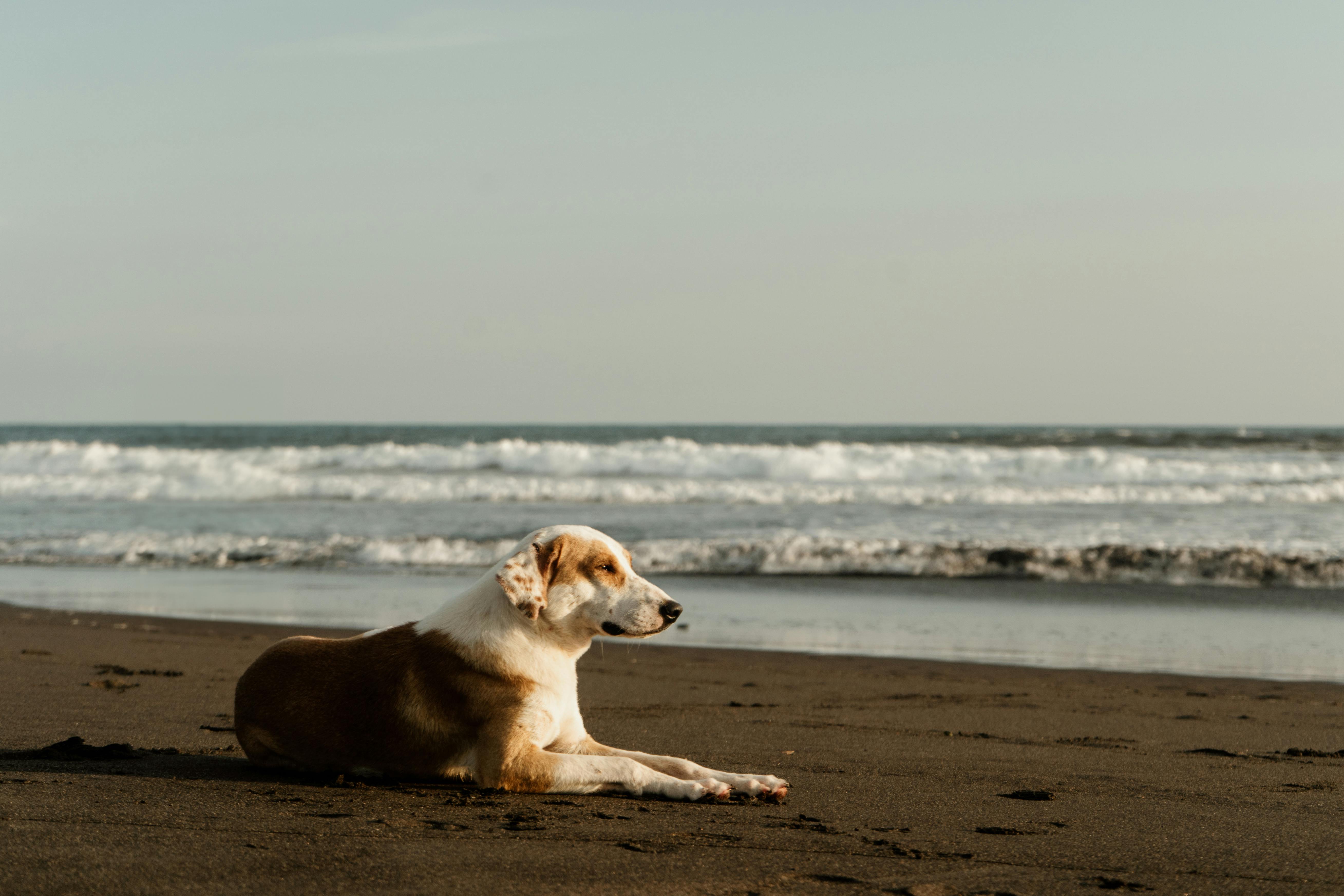 ¿Puedo ir con mi perro a la playa? Esto dice la Ley de bienestar animal ¿Puedo ir con mi perro a la playa? Esto dice la Ley de bienestar animal