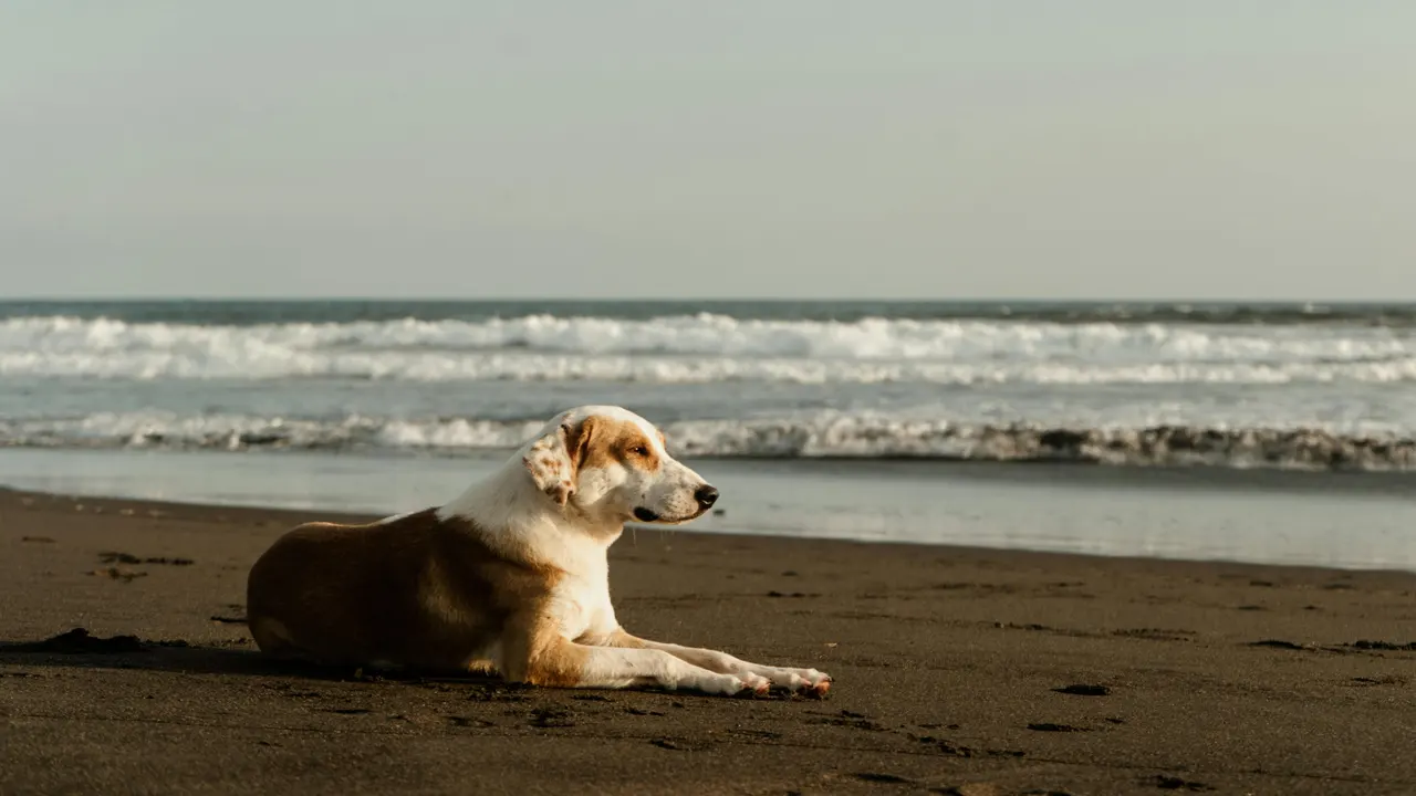 Imagen de archivo de un perro tumbado en la playa