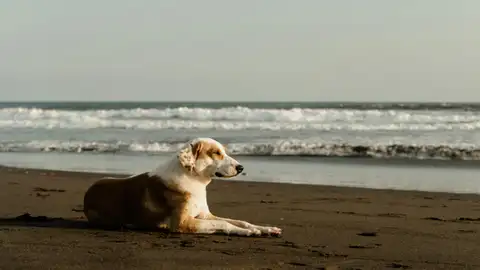 Imagen de archivo de un perro tumbado en la playa Imagen de archivo de un perro tumbado en la playa