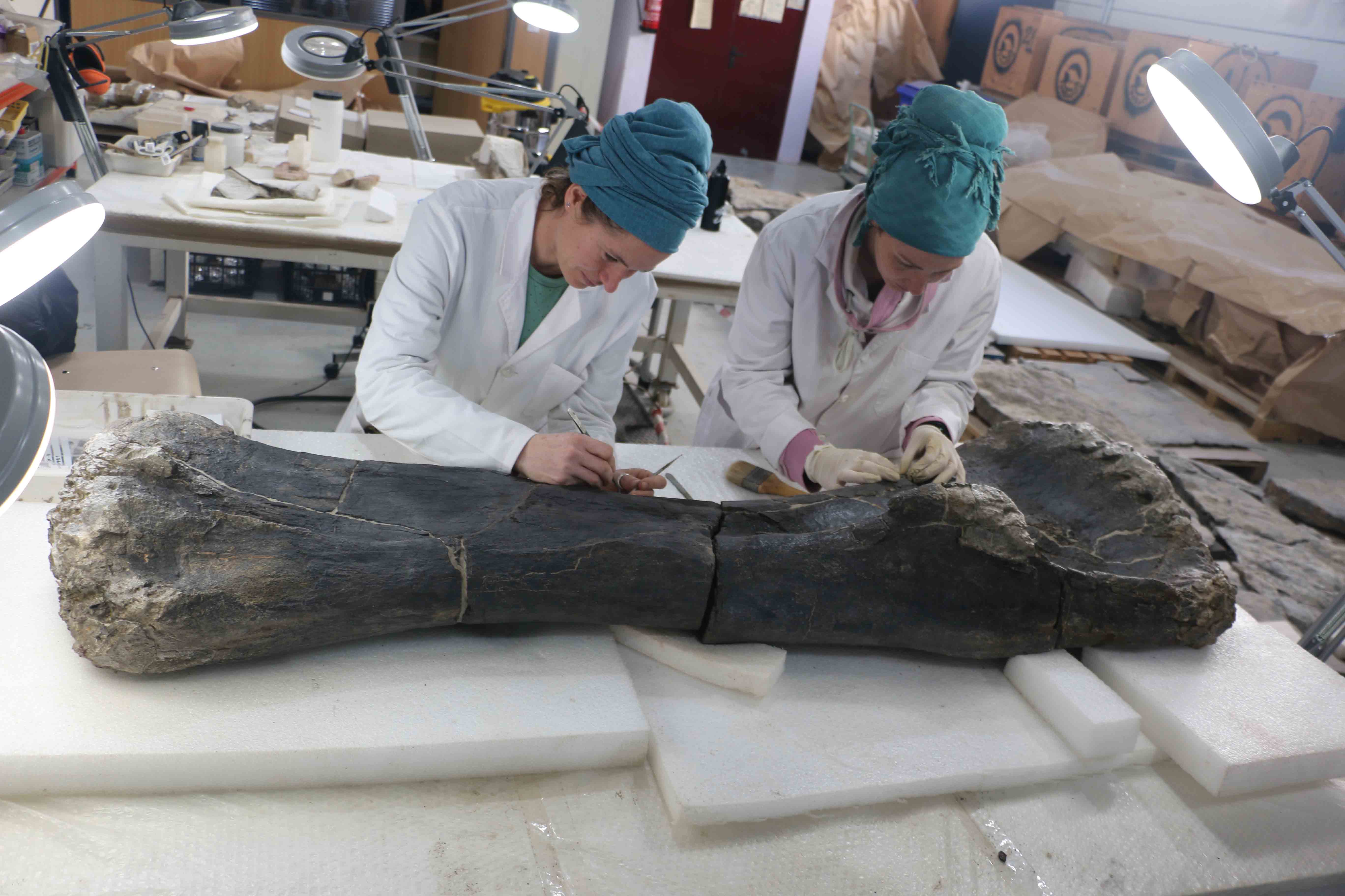 Dinópolis presenta nuevos hallazgos en Camarillas y El Castellar Dinópolis presenta nuevos hallazgos en Camarillas y El Castellar