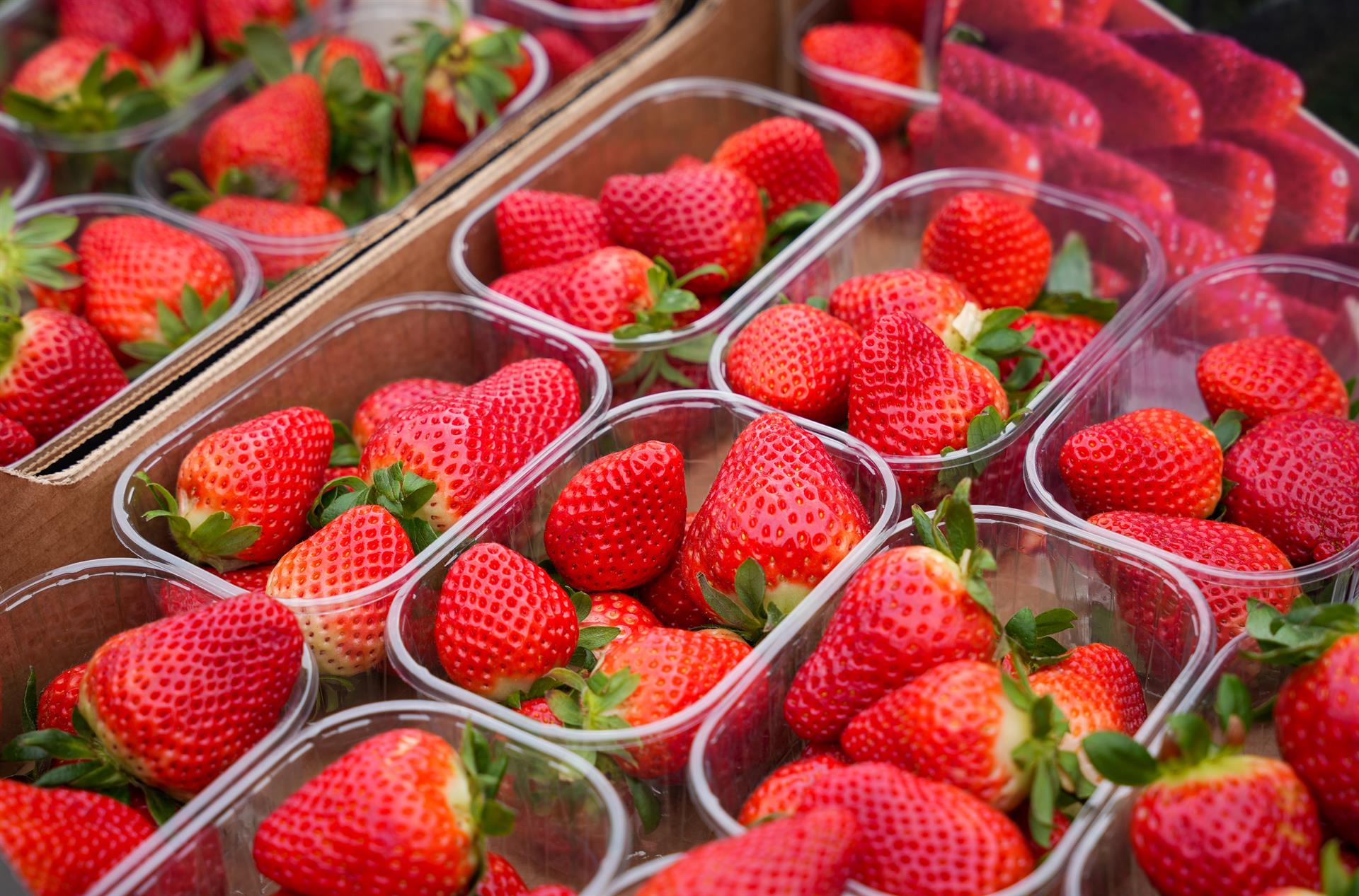 Freshuelva cierra campaña con una producción de 221.000 toneladas de fresas y un descenso del 9% Freshuelva cierra campaña con una producción de 221.000 toneladas de fresas y un descenso del 9%
