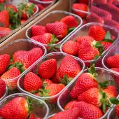 Fresas de Huelva. - María José López - Europa Press Fresas de Huelva. - María José López - Europa Press