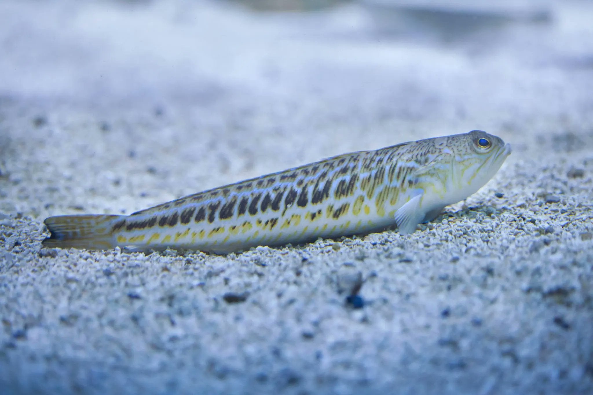 El pez araña acecha las costas de Málaga El pez araña acecha las costas de Málaga
