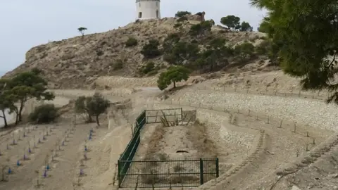 El Ayuntamiento combate las plagas de pino en la Malladeta tras reconocer su existencia en el municipio El Ayuntamiento combate las plagas de pino en la Malladeta tras reconocer su existencia en el municipio